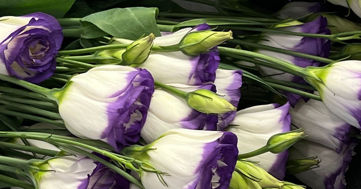 Choosing the Right Summer Flowers for Outdoor Weddings
